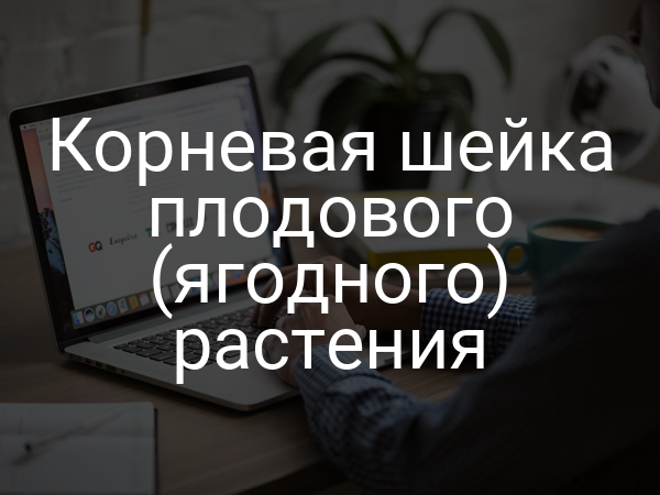 Корневая шейка плодового (ягодного) растения