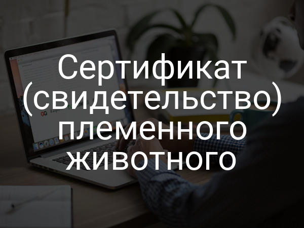 Сертификат (свидетельство) племенного животного