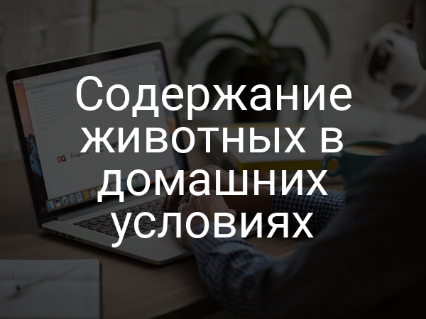 Содержание животных в домашних условиях