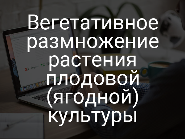 Вегетативное размножение растения плодовой (ягодной) культуры