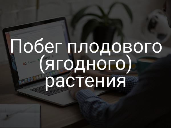 Побег плодового (ягодного) растения