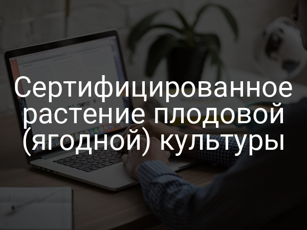 Сертифицированное растение плодовой (ягодной) культуры