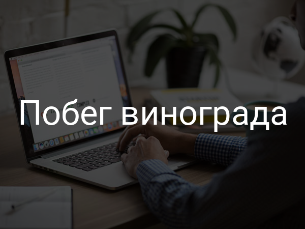 Побег винограда