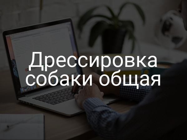 Дрессировка собаки общая