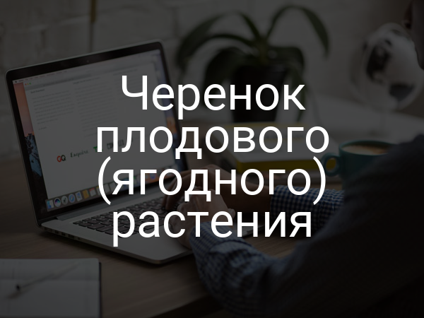 Черенок плодового (ягодного) растения