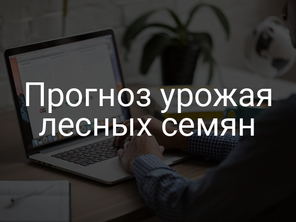 Прогноз урожая лесных семян