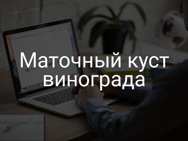 Маточный куст винограда