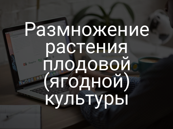 Размножение растения плодовой (ягодной) культуры
