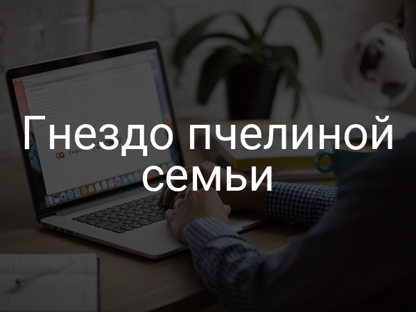 Гнездо пчелиной семьи