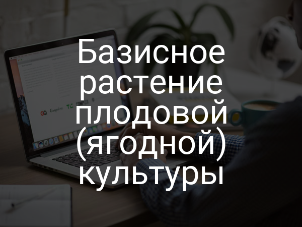 Базисное растение плодовой (ягодной) культуры