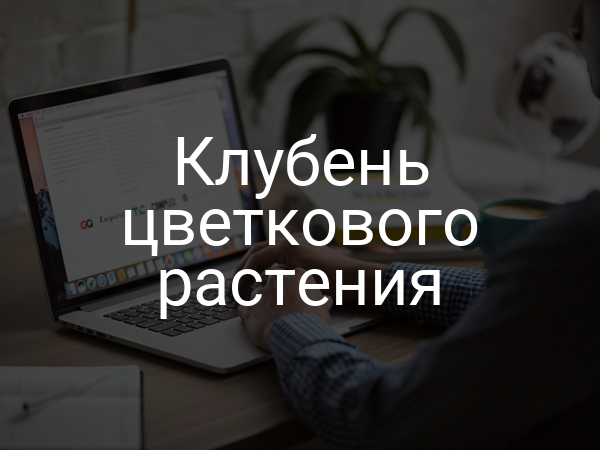 Клубень цветкового растения