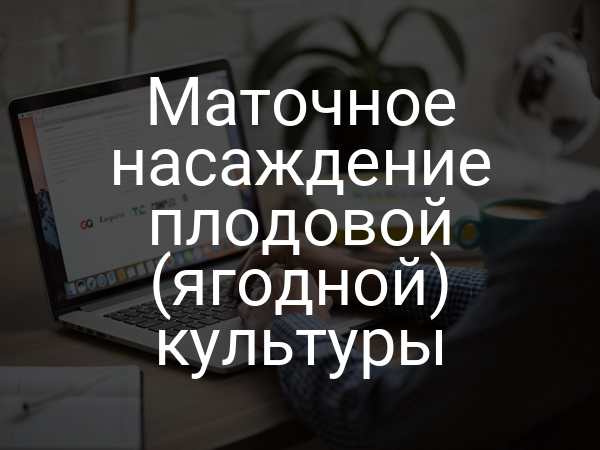 Маточное насаждение плодовой (ягодной) культуры