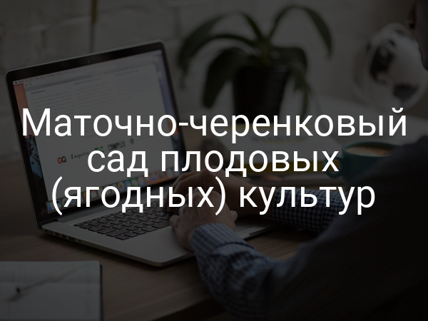 Маточно-черенковый сад плодовых (ягодных) культур