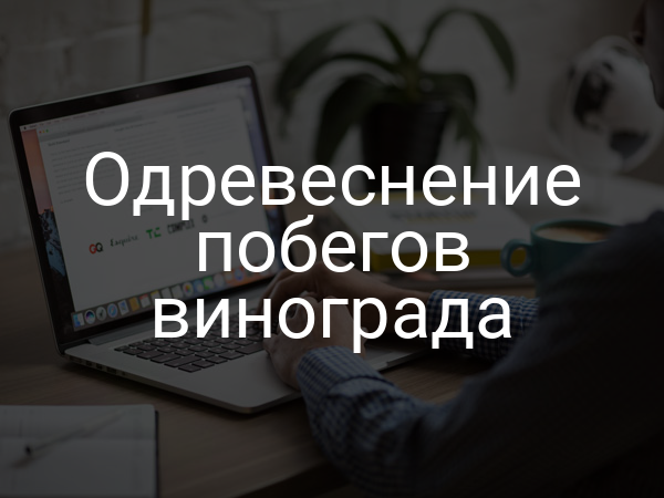 Одревеснение побегов винограда