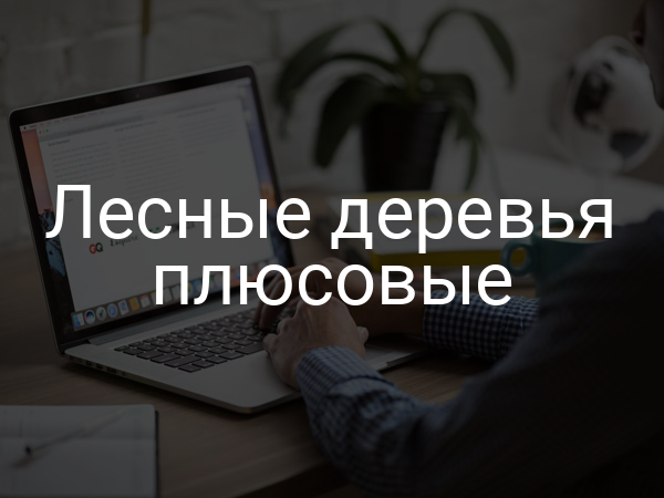 Лесные деревья плюсовые