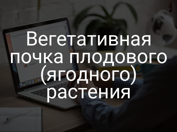 Вегетативная почка плодового (ягодного) растения