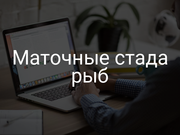 Маточные стада рыб