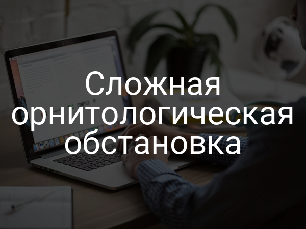 Сложная орнитологическая обстановка