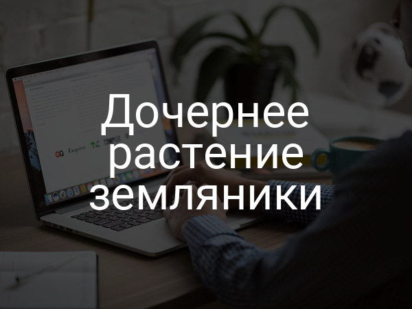 Дочернее растение земляники