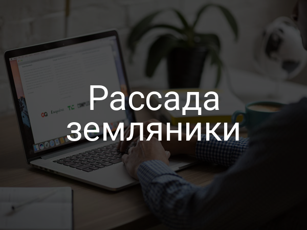 Рассада земляники