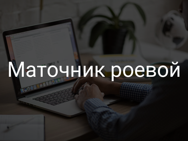 Маточник роевой