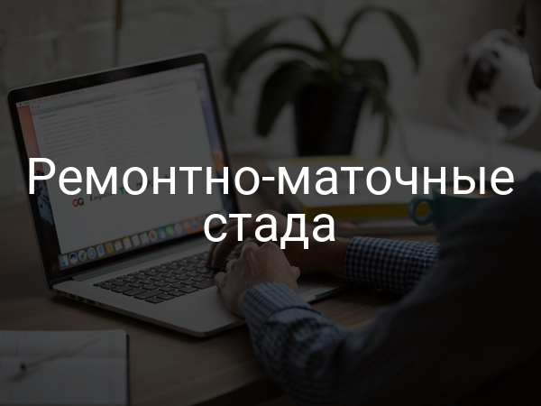 Ремонтно-маточные стада