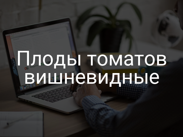 Плоды томатов вишневидные