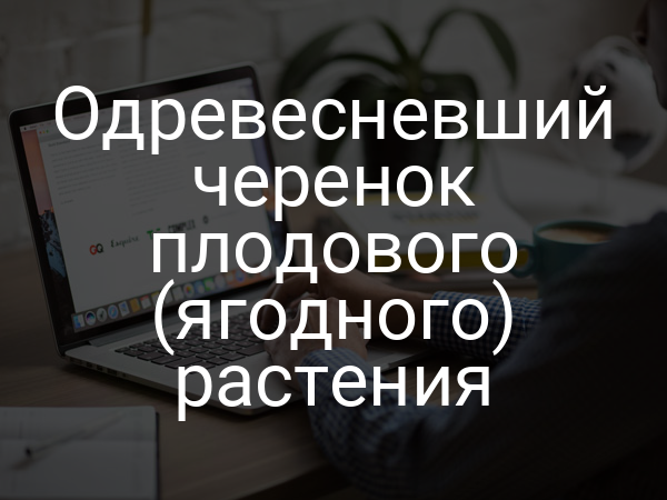 Одревесневший черенок плодового (ягодного) растения