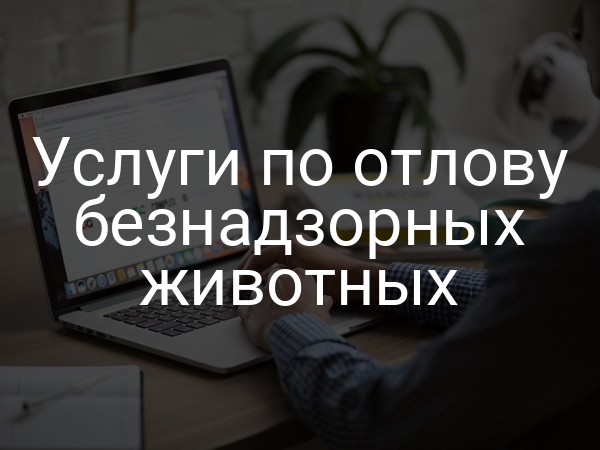 Услуги по отлову безнадзорных животных