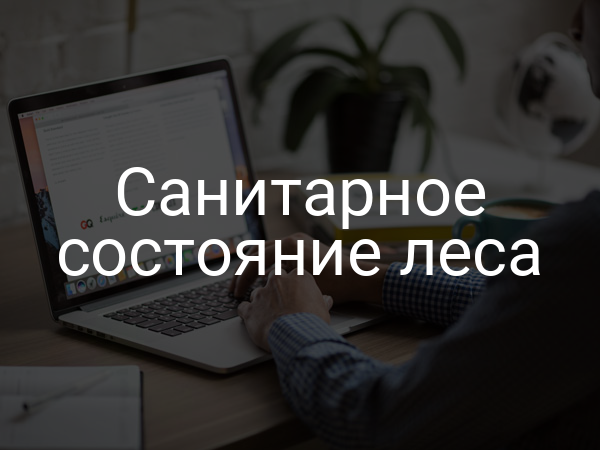 Санитарное состояние леса