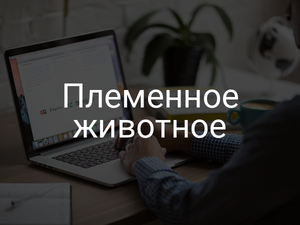 Племенное животное