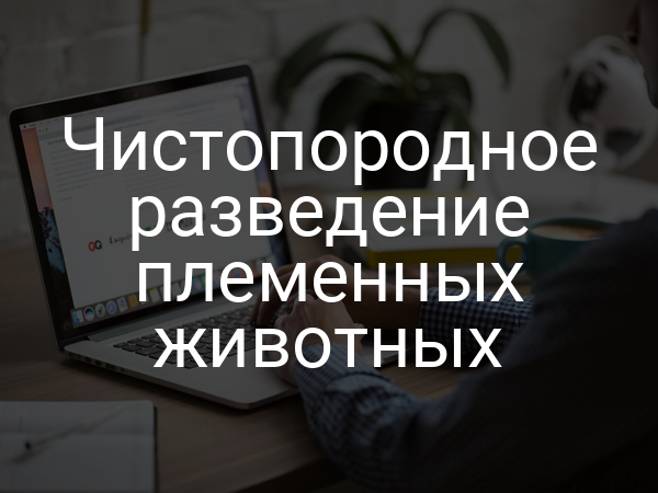Чистопородное разведение племенных животных