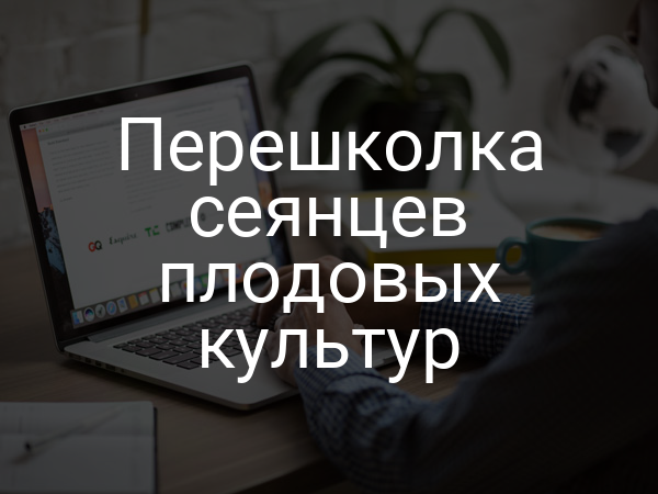 Перешколка сеянцев плодовых культур