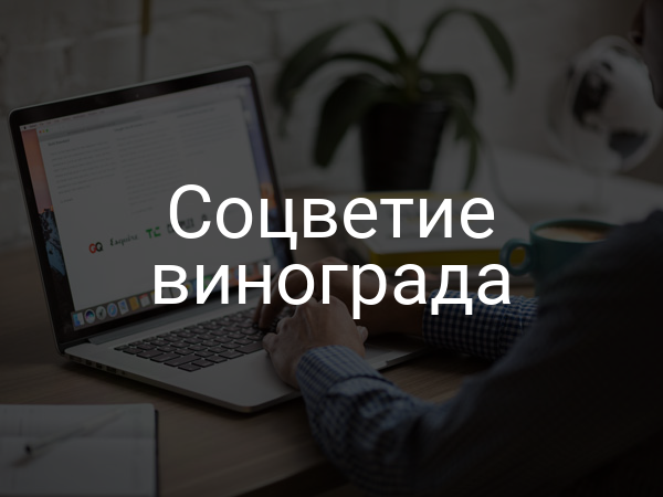 Соцветие винограда