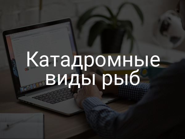 Катадромные виды рыб