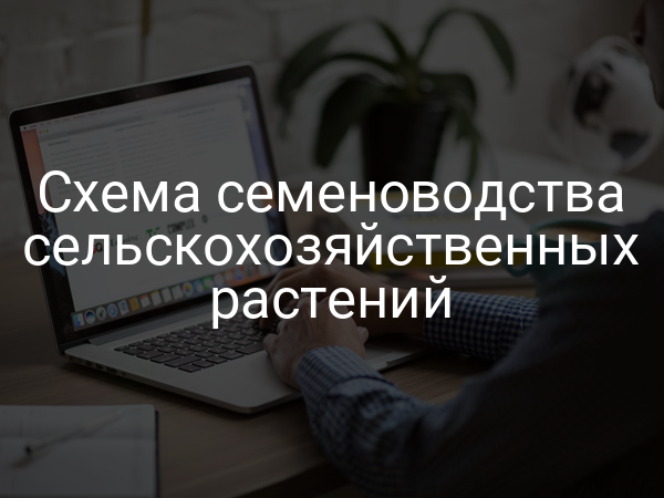 Схема семеноводства сельскохозяйственных растений