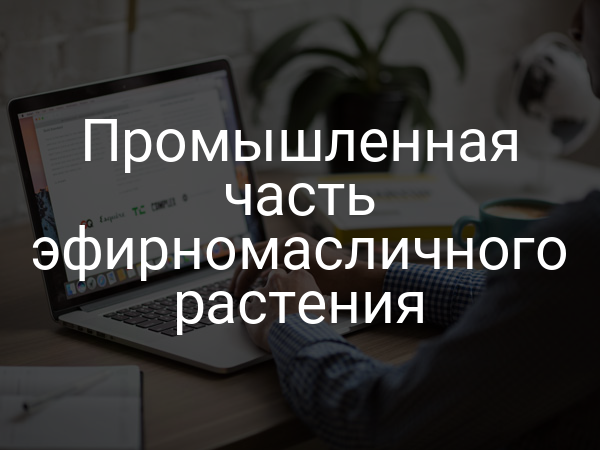 Промышленная часть эфирномасличного растения
