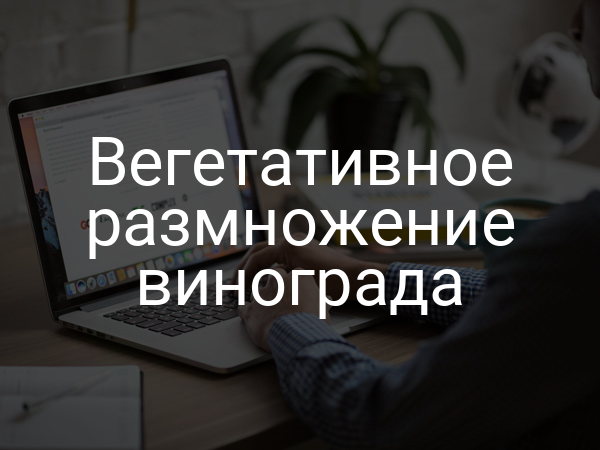 Вегетативное размножение винограда