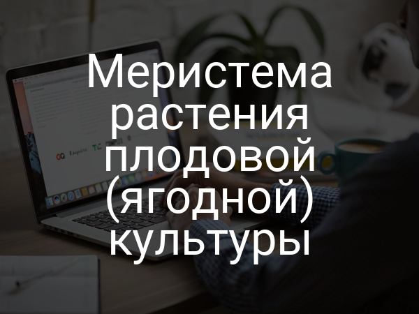 Меристема растения плодовой (ягодной) культуры