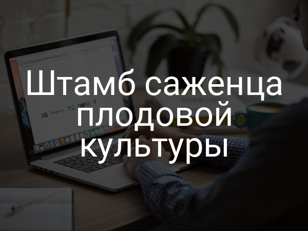 Штамб саженца плодовой культуры