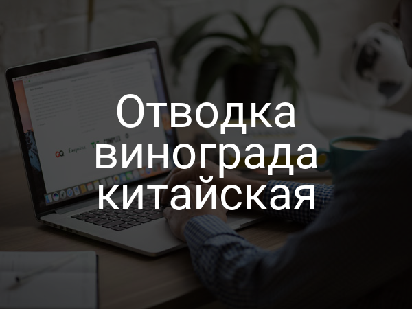 Отводка винограда китайская