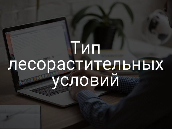 Тип лесорастительных условий