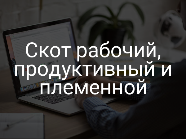 Скот рабочий, продуктивный и племенной