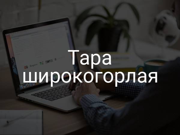 Тара широкогорлая