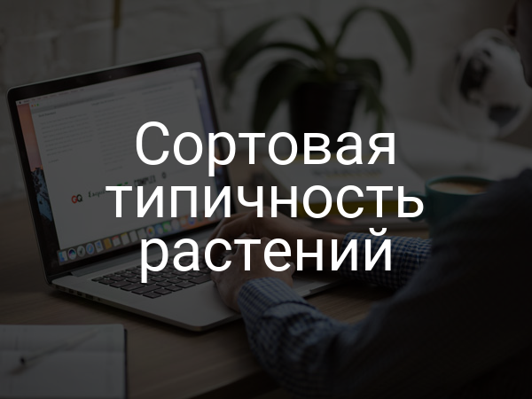 Сортовая типичность растений