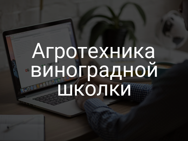 Агротехника виноградной школки