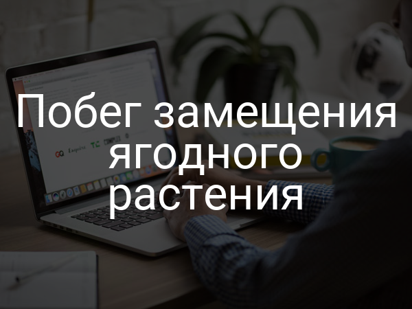 Побег замещения ягодного растения