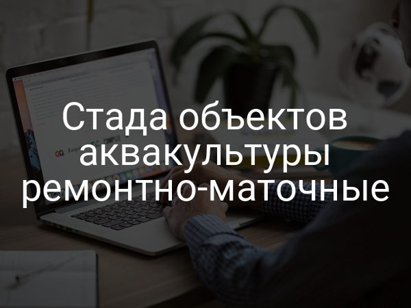 Стада объектов аквакультуры ремонтно-маточные