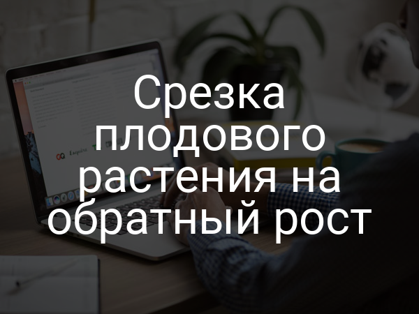 Срезка плодового растения на обратный рост