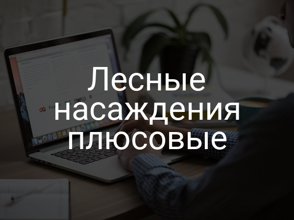 Лесные насаждения плюсовые